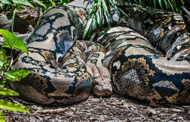 A/R: Pythons invade ECG sub-station at Ahodwo