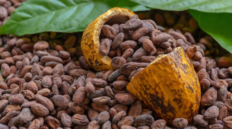 Government maintains cocoa price despite decline in global market – COCOBOD