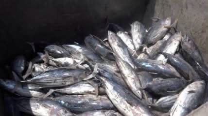 Ghana’s tuna industry collapsing under high operating costs – NAFAG